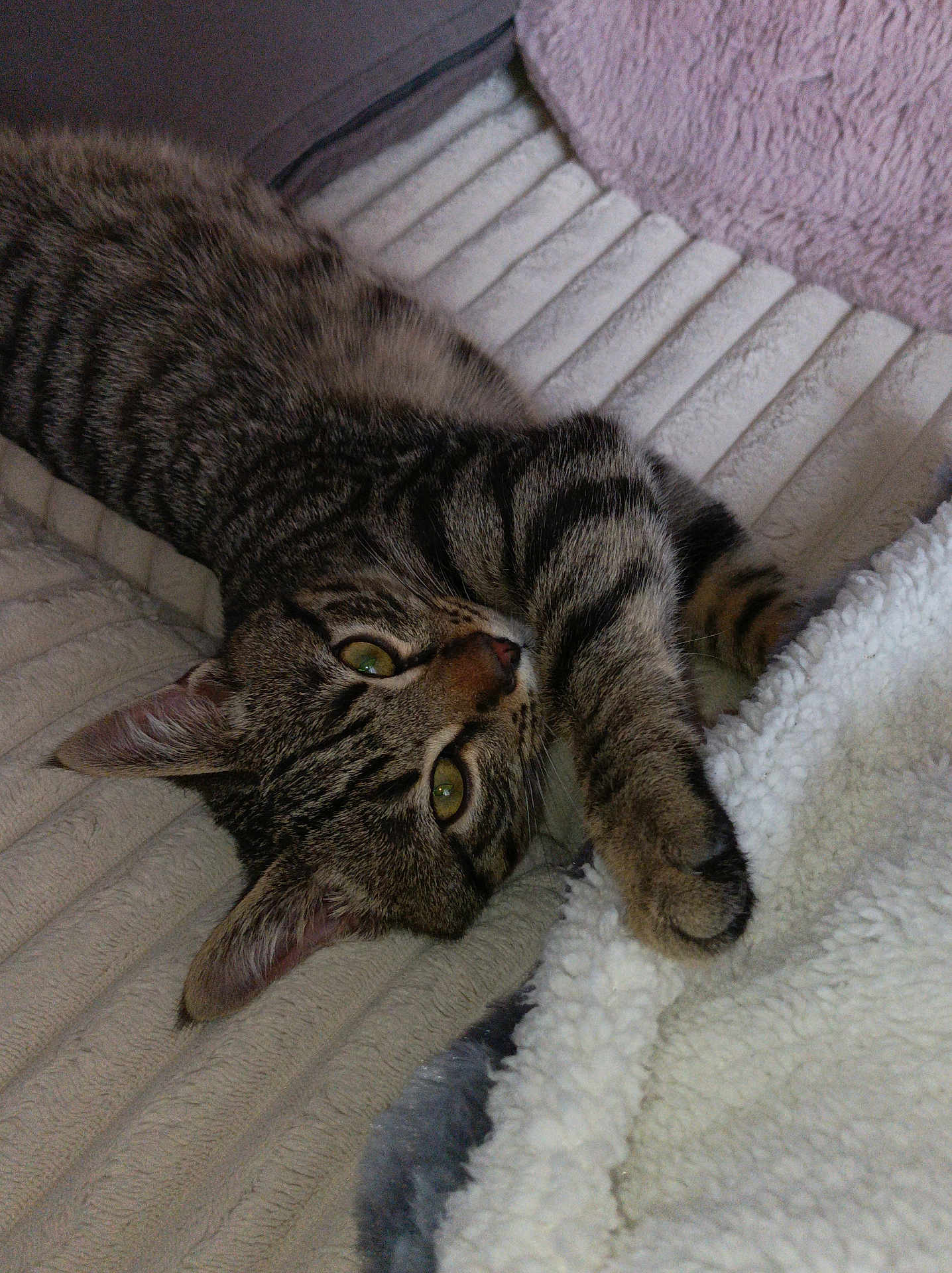 Néo participe au concours pour gagner de l'argent avec cette photo : cat, tabby, pet, feline, animal, indoor, blanket, soft, texture, paw, stretching, curious, relaxed, cozy, fur, whiskers, sleepy, closeup, domestic, cute