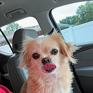Mr. Puppy is registered to the contest to win money with this photo: dog, pet, car_interior, seat, licking_nose, fluffy, tan_fur, window, trees, fence, playful, close_up, animal, cute, companion, domestic_animal, indoors, portrait, car_seat, red_shirt
