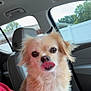 dog, pet, car_interior, seat, licking_nose, fluffy, tan_fur, window, trees, fence, playful, close_up, animal, cute, companion, domestic_animal, indoors, portrait, car_seat, red_shirt