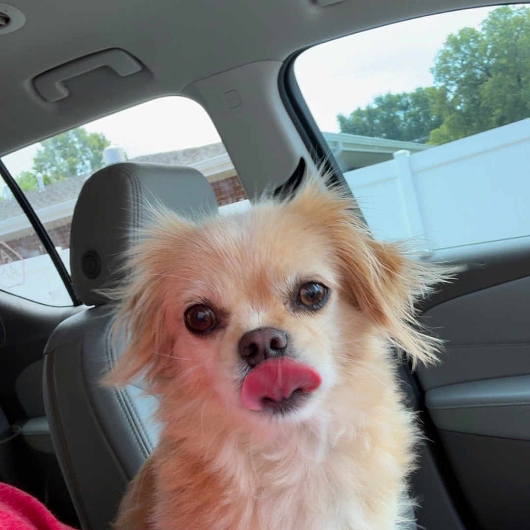Mr. Puppy is registered to the contest to win money with this photo: animal, car_interior, car_seat, close_up, companion, cute, dog, domestic_animal, fence, fluffy, indoors, licking_nose, pet, playful, portrait, red_shirt, seat, tan_fur, trees, window