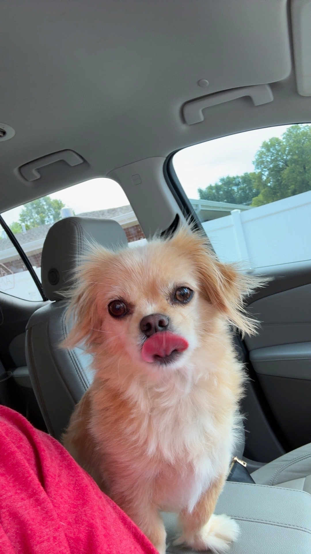 Mr. Puppy is registered to the contest to win money with this photo: dog, pet, car_interior, seat, licking_nose, fluffy, tan_fur, window, trees, fence, playful, close_up, animal, cute, companion, domestic_animal, indoors, portrait, car_seat, red_shirt