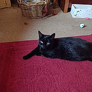 Na Na joined the competition — help win amazing prizes! animal, black_cat, box, carpet, cat, cat_toys, cozy, domestic, floor, furniture, home, indoor, pet, playful, red_rug, relaxing, resting, towels, wicker_basket, wooden_chair