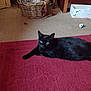 animal, black_cat, box, carpet, cat, cat_toys, cozy, domestic, floor, furniture, home, indoor, pet, playful, red_rug, relaxing, resting, towels, wicker_basket, wooden_chair