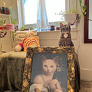Cora is registered to the contest to win money with this photo: cat, painting, framed_art, tabby_cat, indoor, plants, pillow, bench, curtains, window, decor, carpet, hanging_plant, pottery, vintage_style, portrait, feline, cozy, home_interior, art