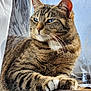 cat, tabby_cat, animal, feline, pet, fur, whiskers, paws, blue_eyes, close_up, indoor, wooden_surface, relaxed, resting, portrait, natural_light, window, domestic_animal, cute, mammal