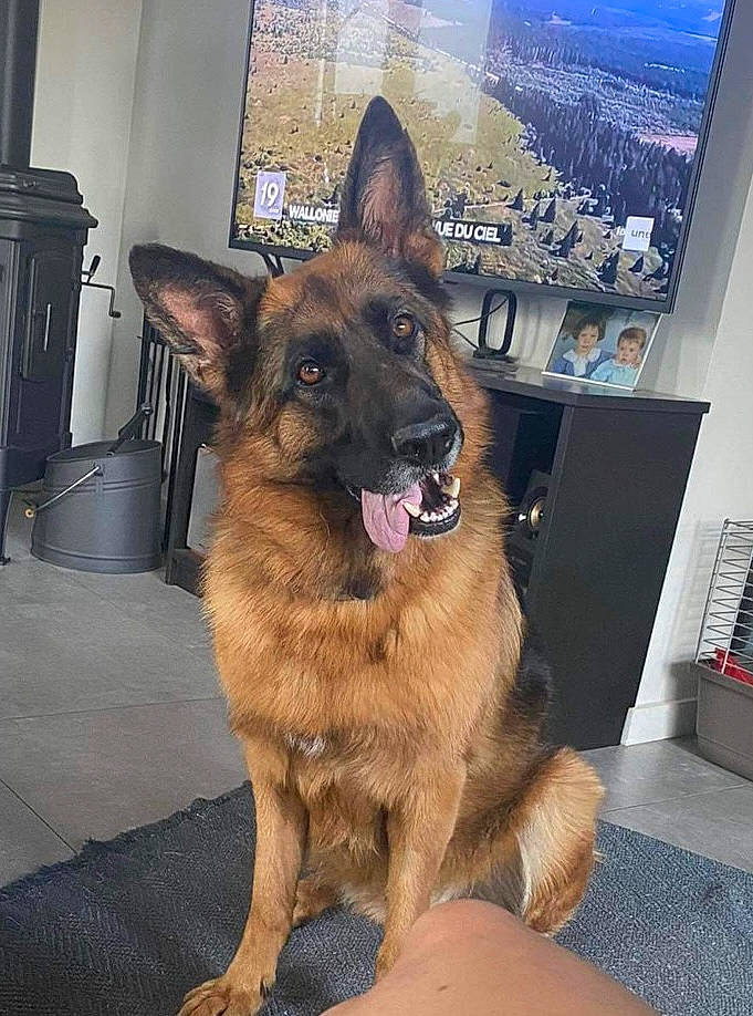 Leïa a rejoint le concours — aidez-le/la à gagner de superbes lots ! belgian_shepherd_malinois, carnivore, collar, companion_dog, dog, dog_breed, east_european_shepherd, eye, fawn, fur, german_shepherd_dog, guard_dog, herding_dog, king_shepherd, old_german_shepherd_dog, snout, whiskers, window, working_animal, working_dog