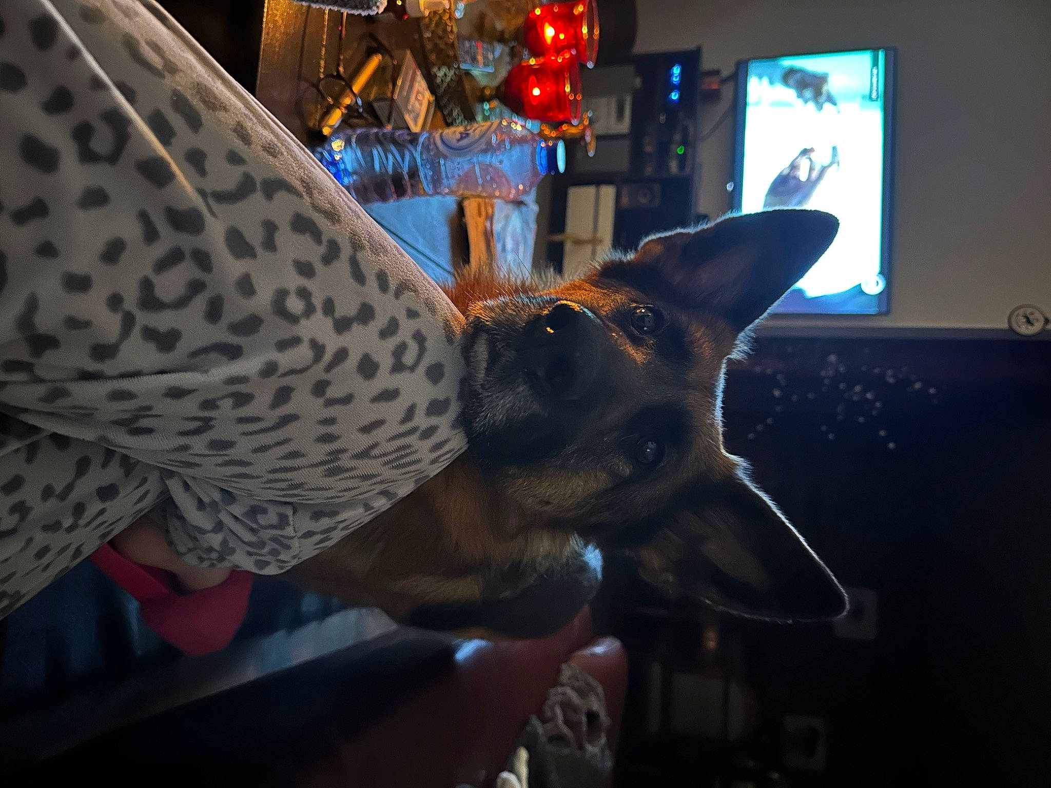 Leïa a rejoint le concours — aidez-le/la à gagner de superbes lots ! building, carnivore, christmas, christmas_decoration, christmas_tree, companion_dog, cone, dog, dog_breed, event, fawn, felidae, holiday, party_hat, small_to_medium_sized_cats, snout, sporting_group, television, whiskers, window