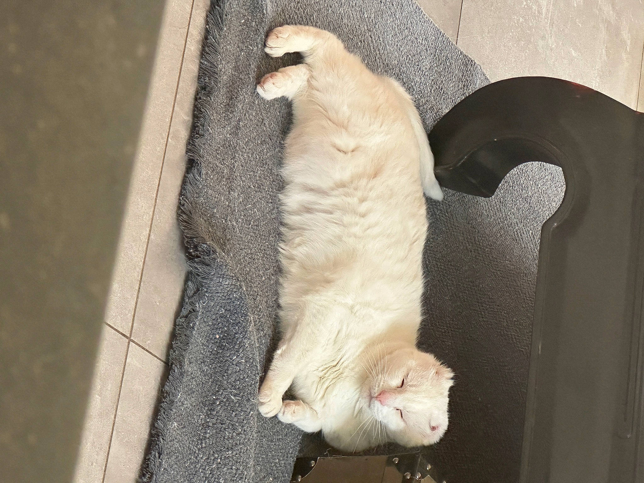 Leïa participe au concours pour gagner de l'argent avec cette photo : canidae, carnivore, cat, cat_supply, comfort, companion_dog, dog_breed, domestic_short_haired_cat, fawn, felidae, flooring, fur, nap, paw, small_to_medium_sized_cats, snout, sporting_group, tail, whiskers, wood