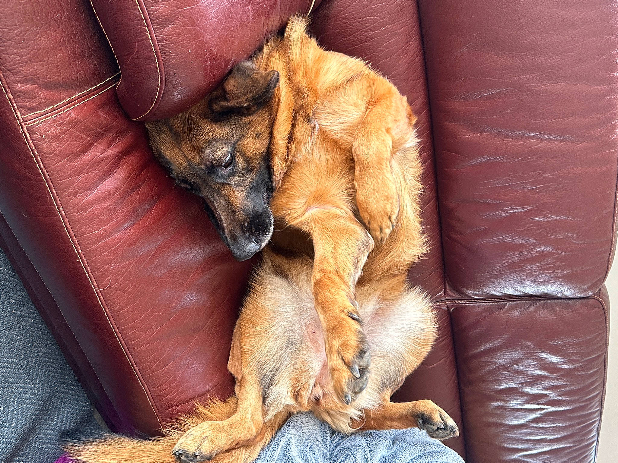 Leïa participe au concours pour gagner de l'argent avec cette photo : canidae, carnivore, comfort, companion_dog, dog, dog_breed, dog_supply, fawn, fur, guard_dog, human_leg, liver, paw, puppy, snout, sporting_group, street_dog, terrestrial_animal, whiskers, working_animal