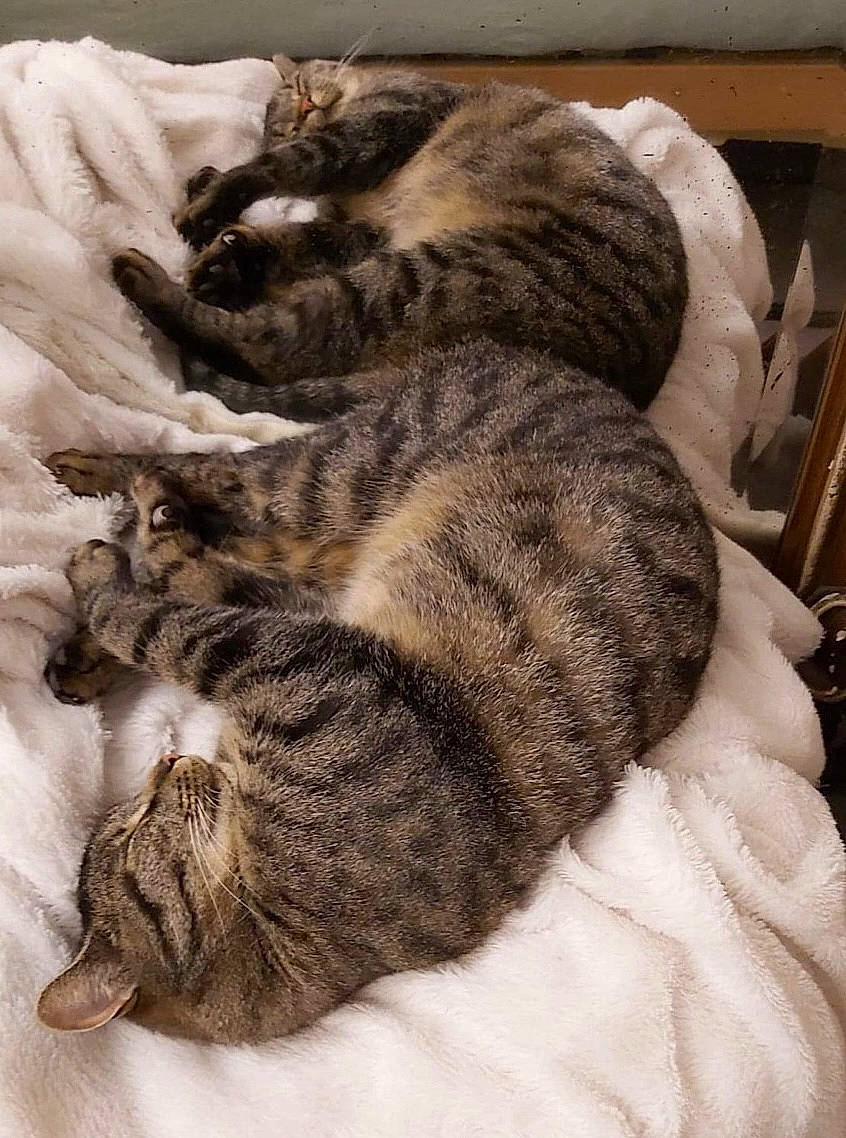 Wish participe au concours pour gagner de l'argent avec cette photo : carnivore, cat, claw, comfort, domestic_short_haired_cat, felidae, fur, grey, hug, nap, paw, sleep, small_to_medium_sized_cats, snout, tail, terrestrial_animal, whiskers