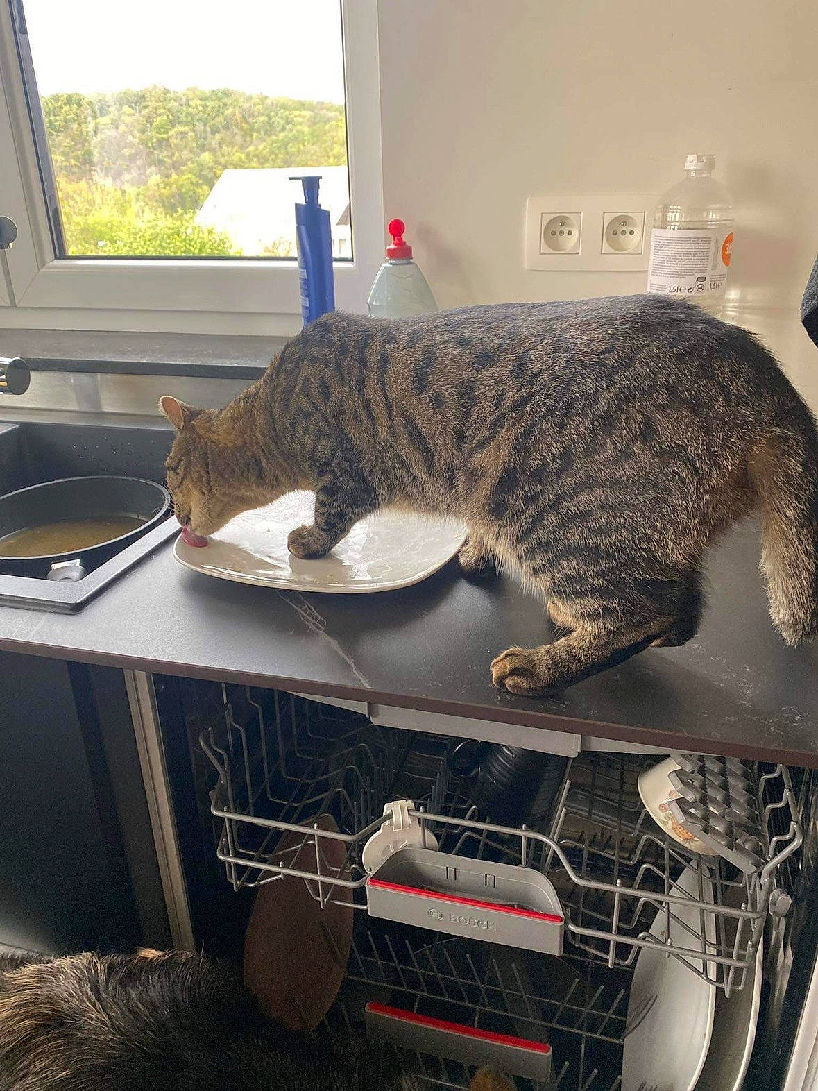 Wish participe au concours pour gagner de l'argent avec cette photo : bottle, carnivore, cat, comfort, domestic_short_haired_cat, felidae, flooring, fur, grey, room, small_to_medium_sized_cats, tail, whiskers, window