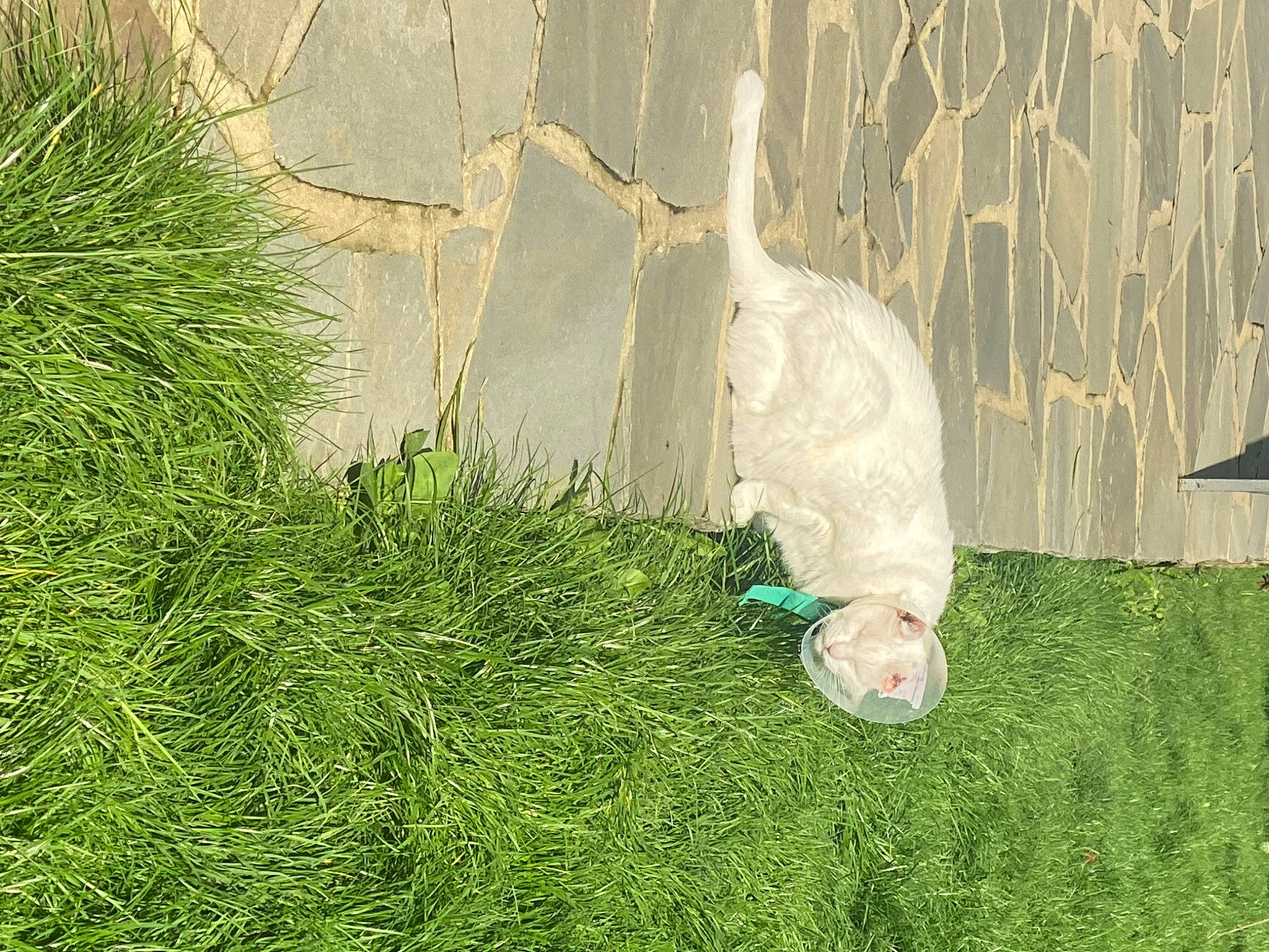 Vanille a rejoint le concours — aidez-le/la à gagner de superbes lots ! felidae, flooring, garden, grass, grass_family, grassland, groundcover, landscape, lawn, meadow, people_in_nature, plant, shrub, sidewalk, soil, tail, tints_and_shades, tree, trunk, wood