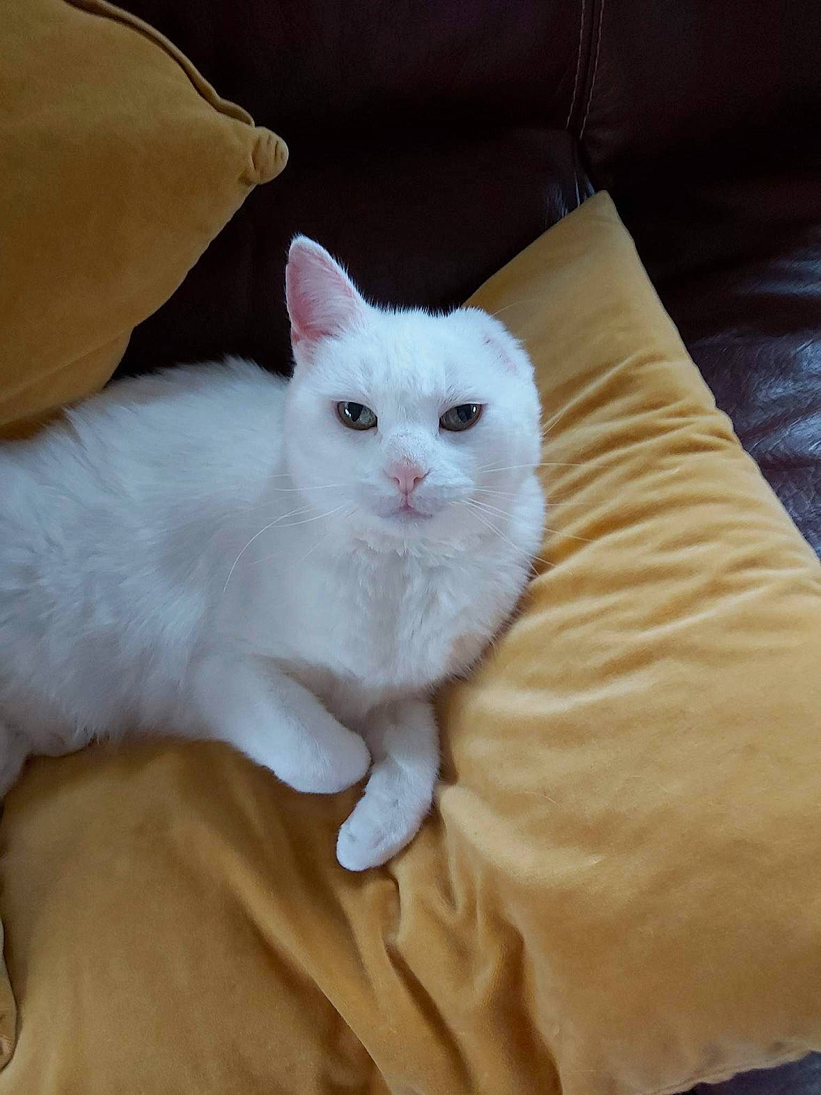 Vanille a rejoint le concours — aidez-le/la à gagner de superbes lots ! carnivore, cat, comfort, domestic_short_haired_cat, fawn, felidae, fur, paw, sitting, small_to_medium_sized_cats, snout, tail, terrestrial_animal, whiskers