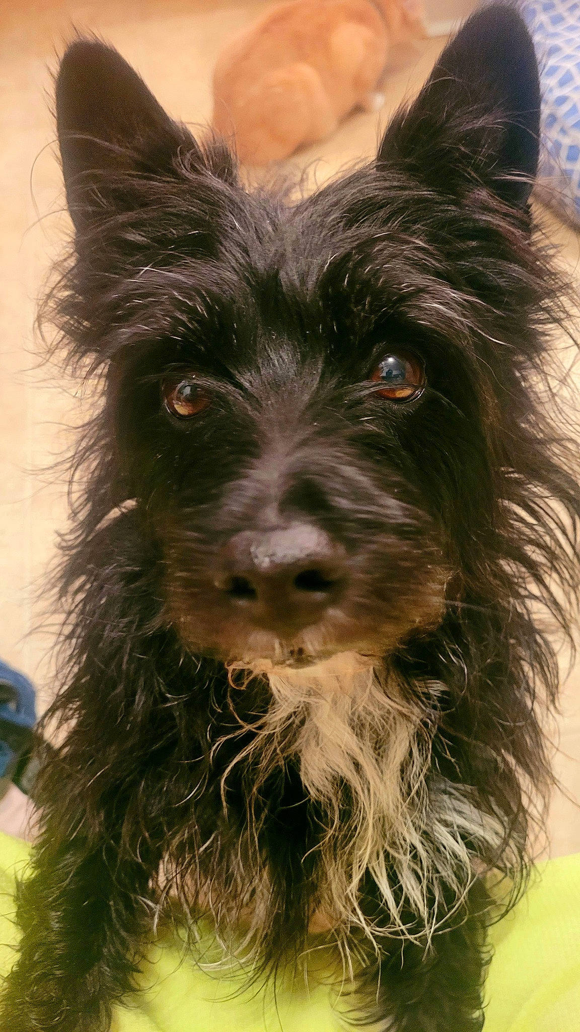 Zeus joined the competition — help win amazing prizes! canidae, carnivore, companion_dog, dog, dog_breed, dog_collar, fur, grass, liver, small_terrier, snout, sporting_group, terrestrial_animal, terrestrial_plant, terrier, toy_dog, water_dog, whiskers, working_animal, working_dog