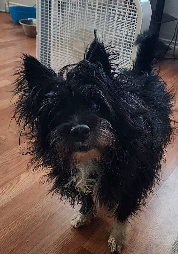 Zeus joined the competition — help win amazing prizes! biewer_terrier, canidae, carnivore, companion_dog, dog, dog_breed, dog_supply, fur, hardwood, liver, small_terrier, snout, sporting_group, tail, terrestrial_animal, terrier, toy_dog, wood, working_animal, yorkipoo