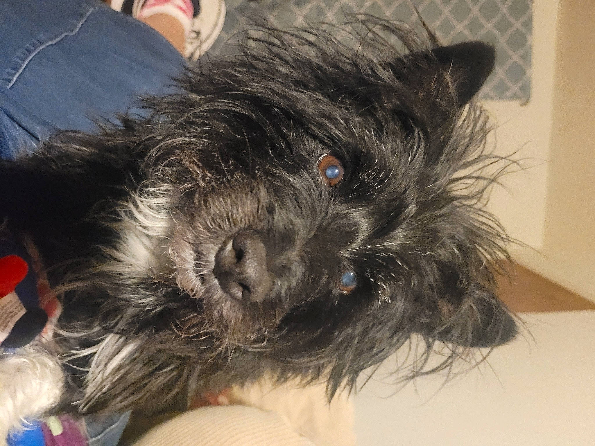 Zeus is registered to the contest to win money with this photo: biewer_terrier, canidae, carnivore, companion_dog, dog, dog_breed, fur, liver, maltepoo, non_sporting_group, puppy, puppy_love, schnauzer, scottish_terrier, small_terrier, sporting_group, terrier, toy_dog, working_animal, yorkipoo