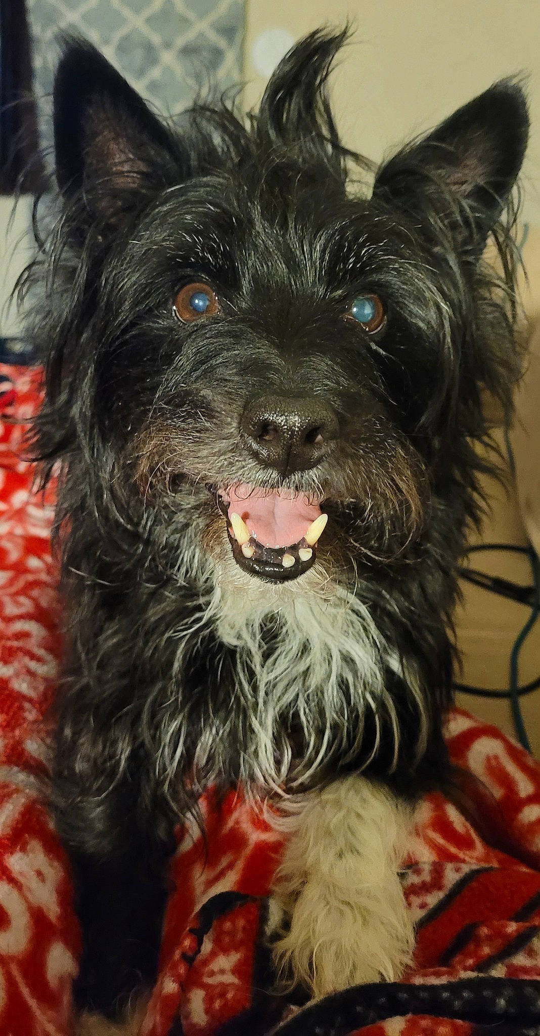 Zeus is registered to the contest to win money with this photo: canidae, carnivore, collar, companion_dog, dog, dog_breed, dog_collar, ear, fur, plant, small_terrier, snout, sporting_group, terrestrial_animal, terrier, toy_dog, water_dog, whiskers, working_animal, working_dog