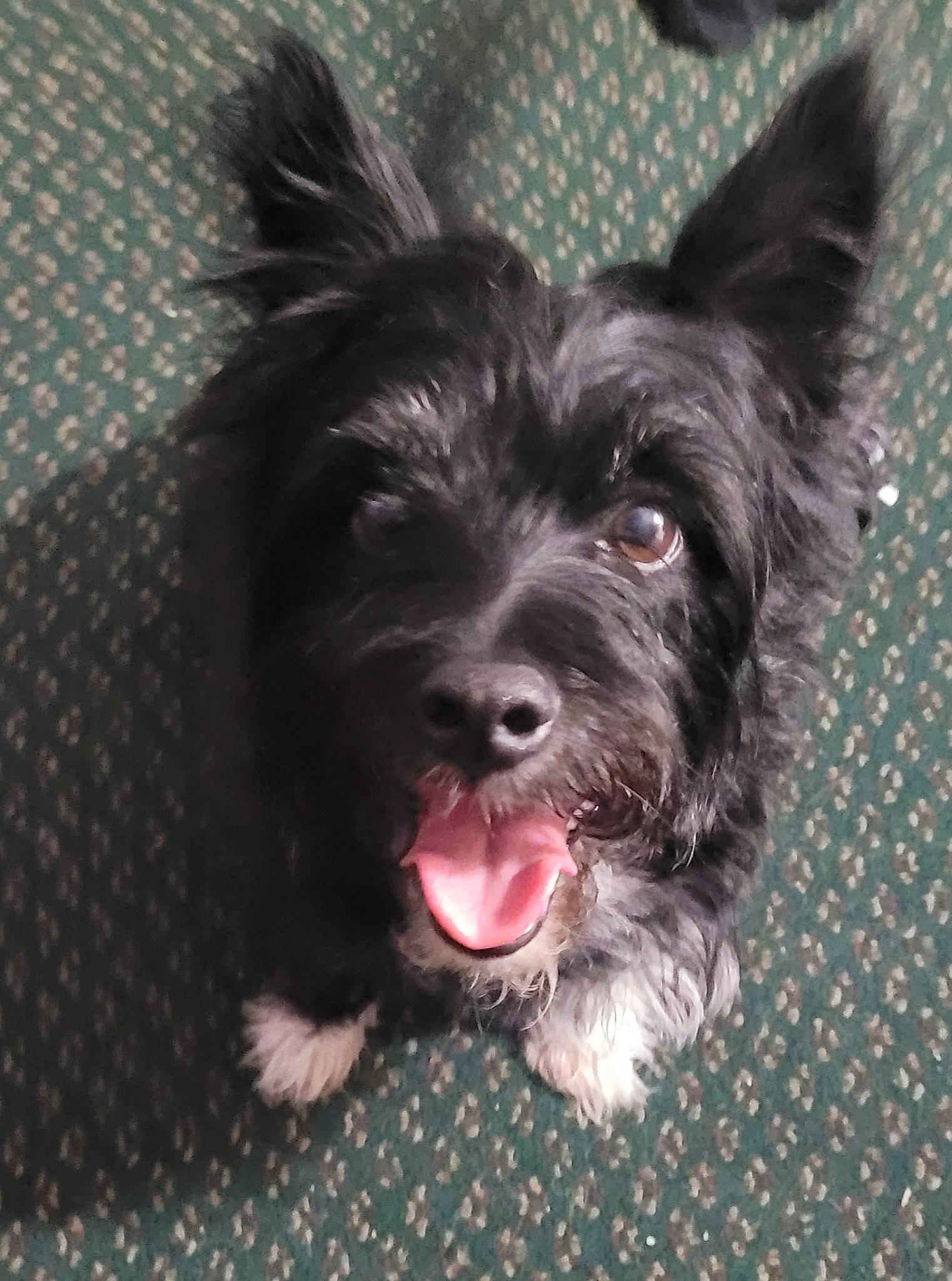 Zeus joined the competition — help win amazing prizes! biting, canidae, carnivore, companion_dog, dog, dog_breed, dog_collar, dog_supply, ear, eye, fur, liver, small_terrier, snout, sporting_group, terrestrial_animal, terrier, toy_dog, water_dog, working_animal