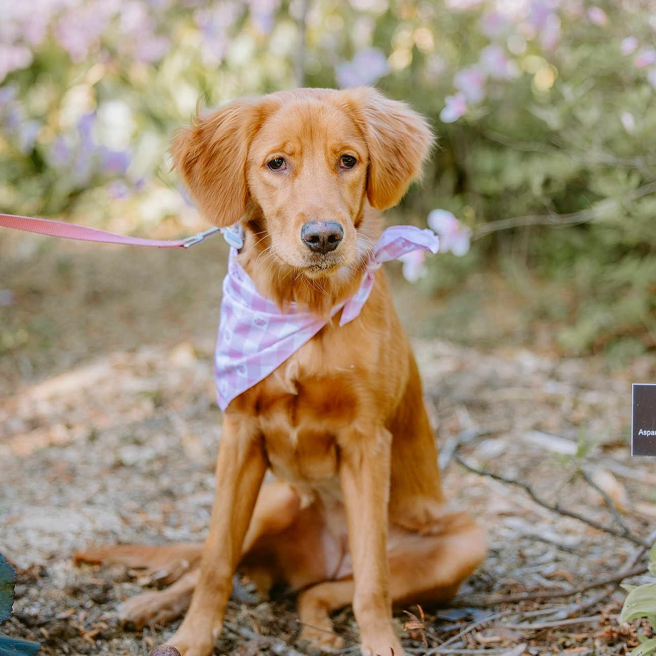 Luna Lovegood is registered to the contest to win money with this photo: accessories, animal, canine, dog, flower, goldenretriever, grass, herbal, herbs, hound, land, leash, outdoors, pet, plant, puppy, soil, strap, tree, vegetation