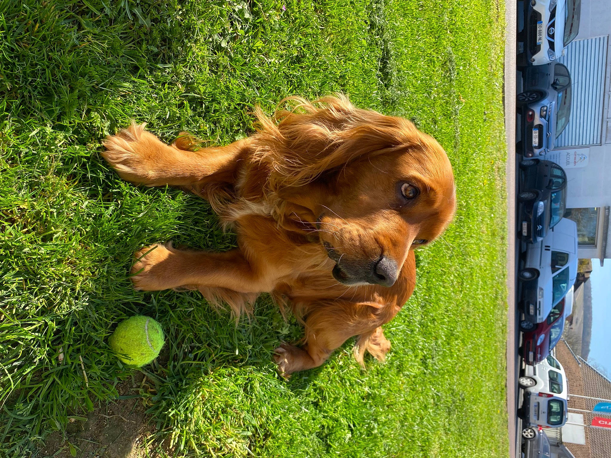 Cleveland a rejoint le concours — aidez-le/la à gagner de superbes lots ! big_cats, car, carnivore, companion_dog, dog, dog_breed, fawn, felidae, grass, lion, liver, plant, retriever, snout, sporting_group, terrestrial_animal, vehicle, vehicle_door, wood, working_animal