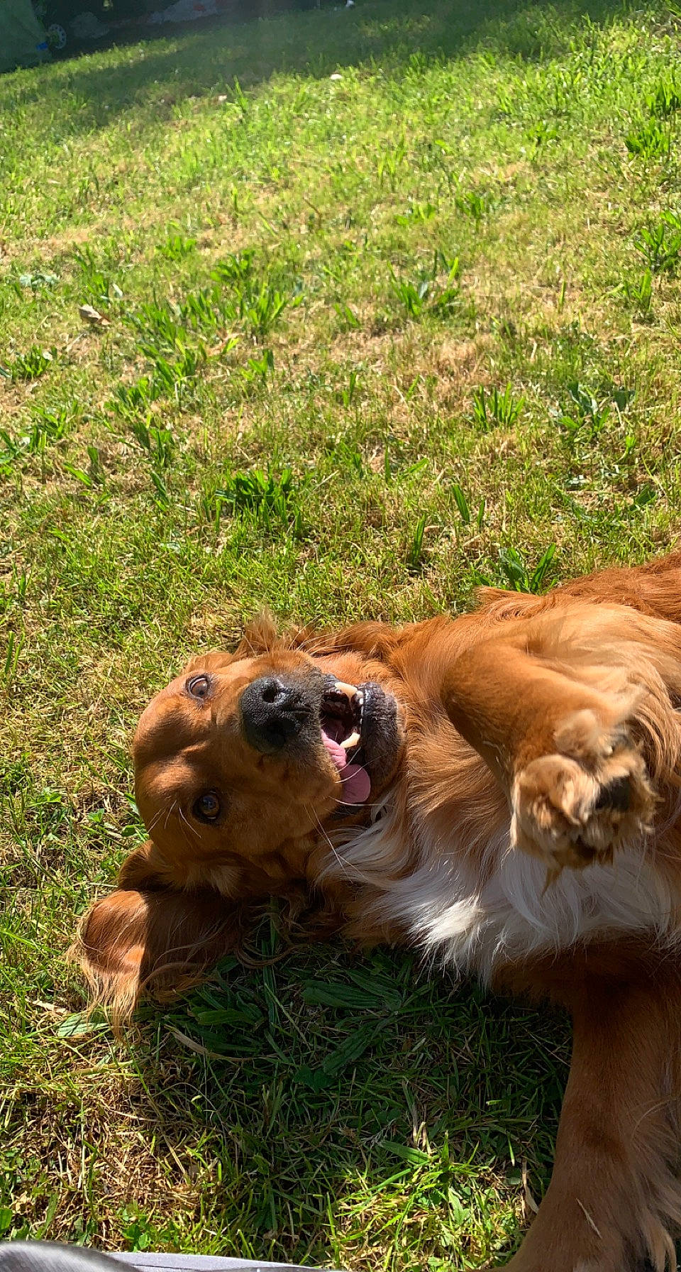 Cleveland participe au concours pour gagner de l'argent avec cette photo : canidae, carnivore, companion_dog, dog, dog_breed, fawn, felidae, fur, grass, grassland, liver, mammal, plant, retriever, snout, sporting_group, terrestrial_animal, vertebrate, wildlife, working_animal