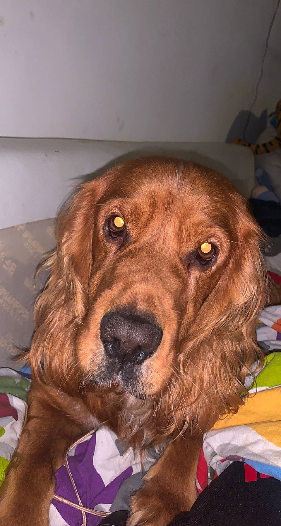 Cleveland participe au concours pour gagner de l'argent avec cette photo : brown, canidae, carnivore, cocker_spaniel, companion_dog, dog, dog_breed, fur, gun_dog, hunting_dog, liver, snout, spaniel, sporting_group, whiskers, working_animal