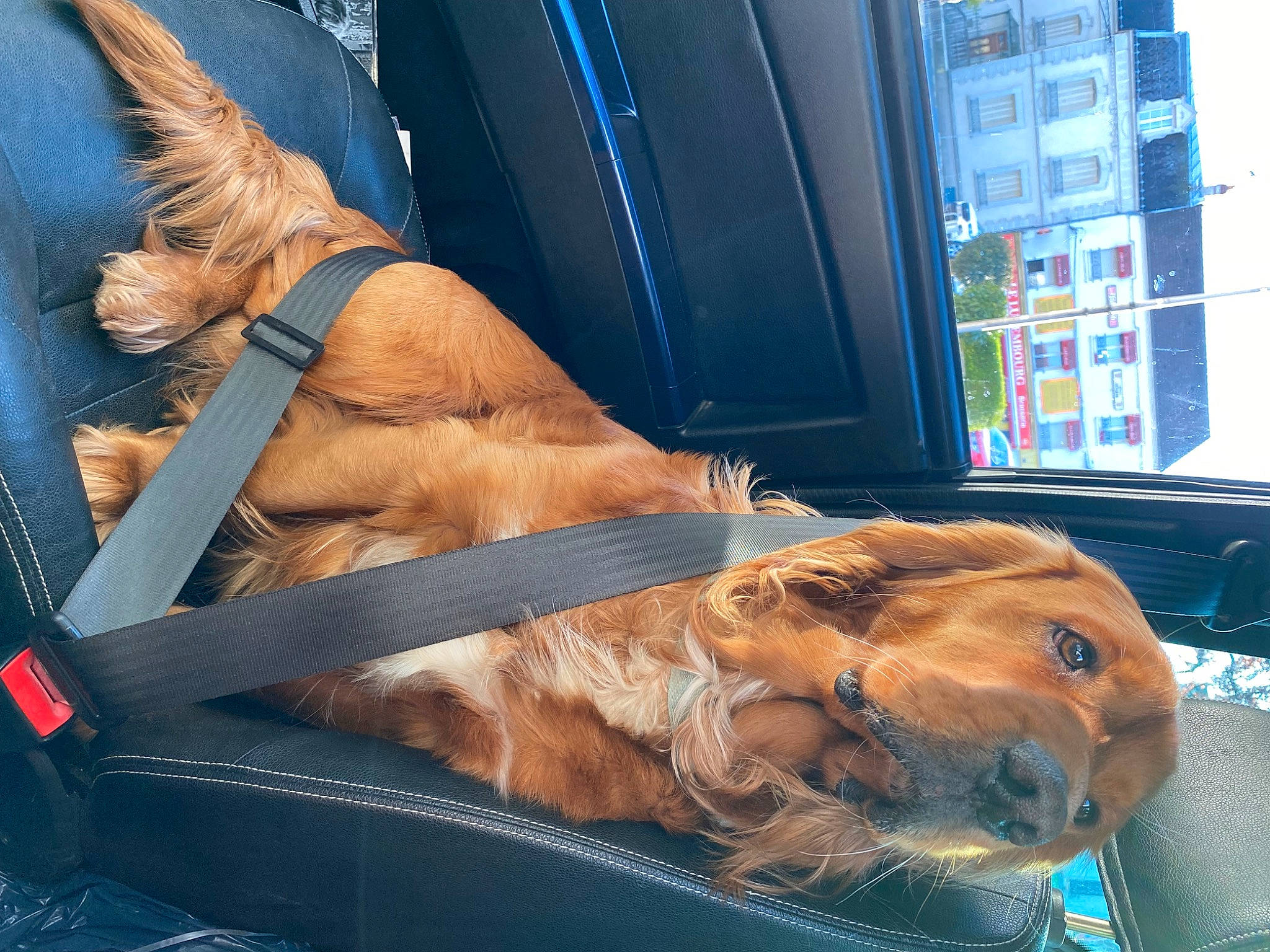 Cleveland participe au concours pour gagner de l'argent avec cette photo : canidae, carnivore, collar, comfort, companion_dog, dog, dog_breed, fawn, felidae, foot, fur, human_leg, mammal, snout, sporting_group, tail, vehicle_door, whiskers, window, windshield