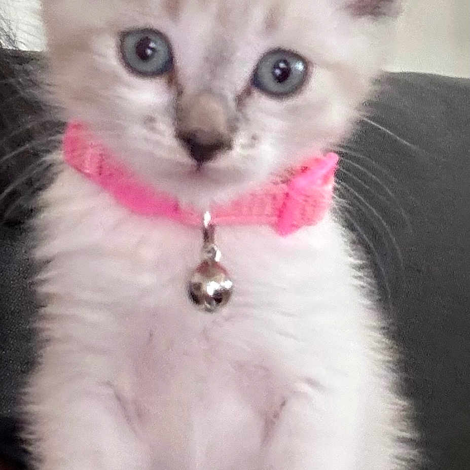 Stater joined the competition — help win amazing prizes! animal, bell, blue_eyes, cat, curious, cute, feline, fluffy, indoor, kitten, mammal, paws, pet, pink_collar, portrait, sitting, small, soft, whiskers, young