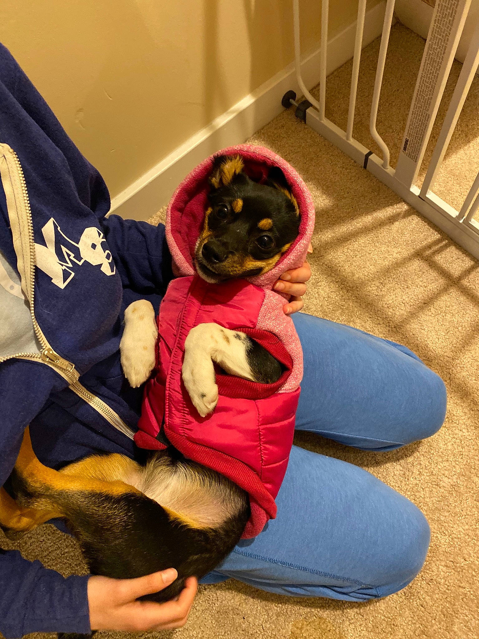 Luna is registered to the contest to win money with this photo: canidae, child, play, sitting, toddler