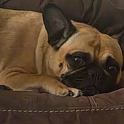 Prada is registered to the contest to win money with this photo: dog, french_bulldog, pet, sleeping, resting, couch, brown, indoor, close_up, animal, fur, ears, face, paw, comfortable, relaxed, domestic, mammal, canine, home
