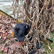 Tank is registered to the contest to win money with this photo: puppy, dog, black_puppy, black_dog, leaves, dry_leaves, dead_plants, vine, grass, tennis_ball, wooden_deck, outdoor, autumn, cute, playful, chewing, eyes, portrait, close_up, nature
