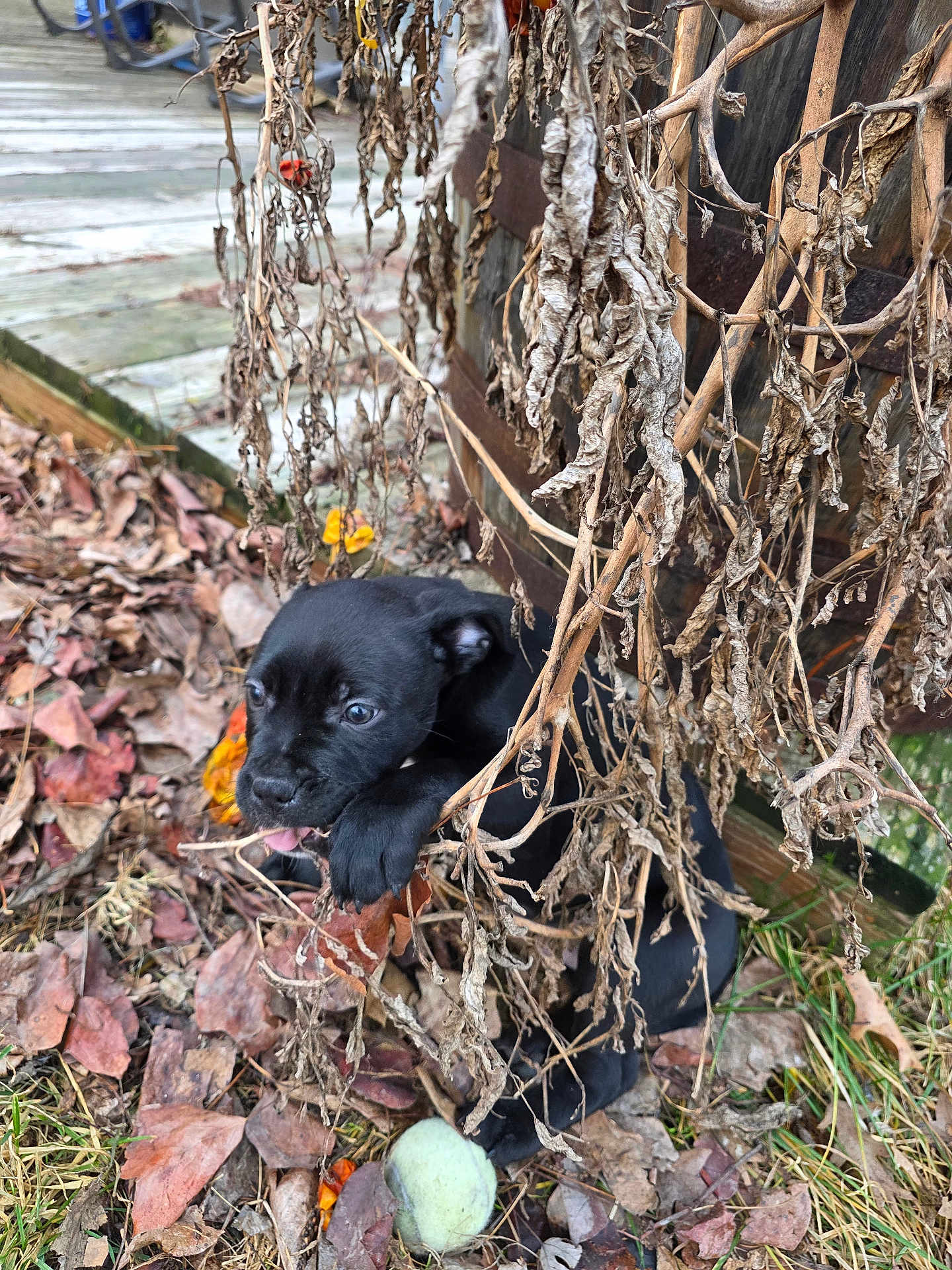 Tank is registered to the contest to win money with this photo: puppy, dog, black_puppy, black_dog, leaves, dry_leaves, dead_plants, vine, grass, tennis_ball, wooden_deck, outdoor, autumn, cute, playful, chewing, eyes, portrait, close_up, nature