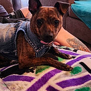 Princess Brownie joined the competition — help win amazing prizes! arm, blanket, canine, casual, closeup, couch, cozy, denim_jacket, dog, furniture, green, indoor, living_room, person, pet, plant, purple, relaxing, tattoo, white