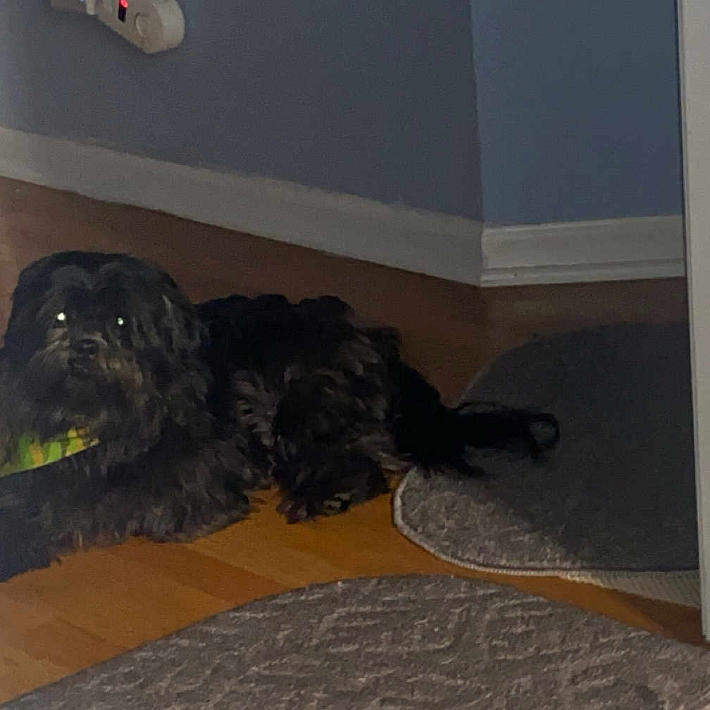 Marco Banks is registered to the contest to win money with this photo: affenpinscher, animal, canine, cockerspaniel, dog, dogbed, door, face, hardwood, head, hound, indoors, interiordesign, mat, person, pet, poodle, puppy, terrier, wood