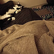 Tux joined the competition — help win amazing prizes! black_and_white, blanket, cat, comfort, cozy, cushion, feline, floor, floral_pattern, home, indoor, lounging, mat, pet, quiet, relaxation, resting, slippers, soft, warm