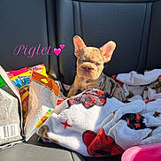 Piglet joined the competition — help win amazing prizes! animal, blanket, brown_fur, car, car_seat, cute, dog, dog_food, food_bag, french_bulldog, hearts, indoors, large_ears, pet, pink_text, portrait, puppy, sitting, sunlight, vehicle
