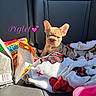 animal, blanket, brown_fur, car, car_seat, cute, dog, dog_food, food_bag, french_bulldog, hearts, indoors, large_ears, pet, pink_text, portrait, puppy, sitting, sunlight, vehicle