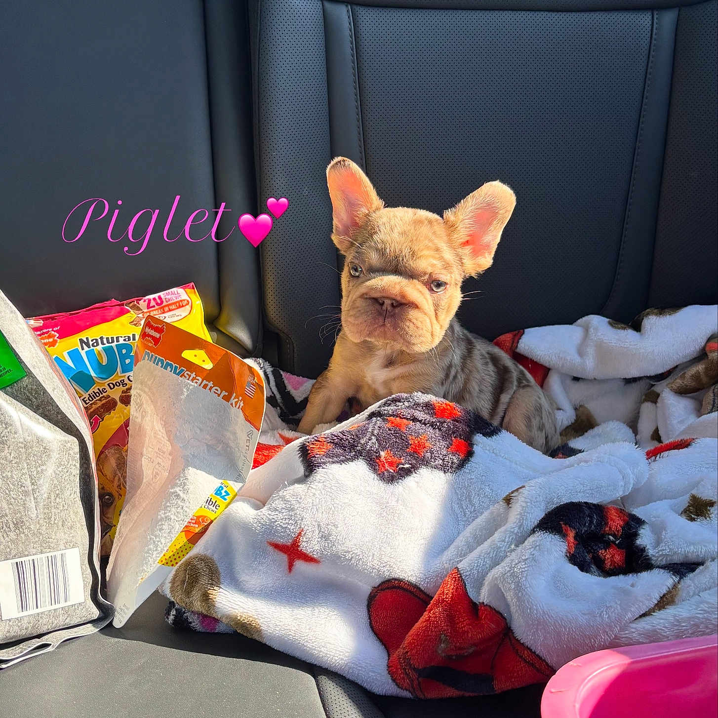 Piglet