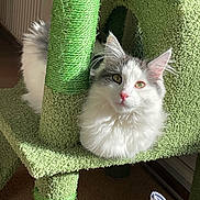 Pantoufle participe au concours pour gagner de l'argent avec cette photo : cat, fluffy, white, gray, cat_tree, carpeted, sunlight, indoor, pet, animal, cute, feline, resting, curious, ears, whiskers, floor, paper, relaxing, house