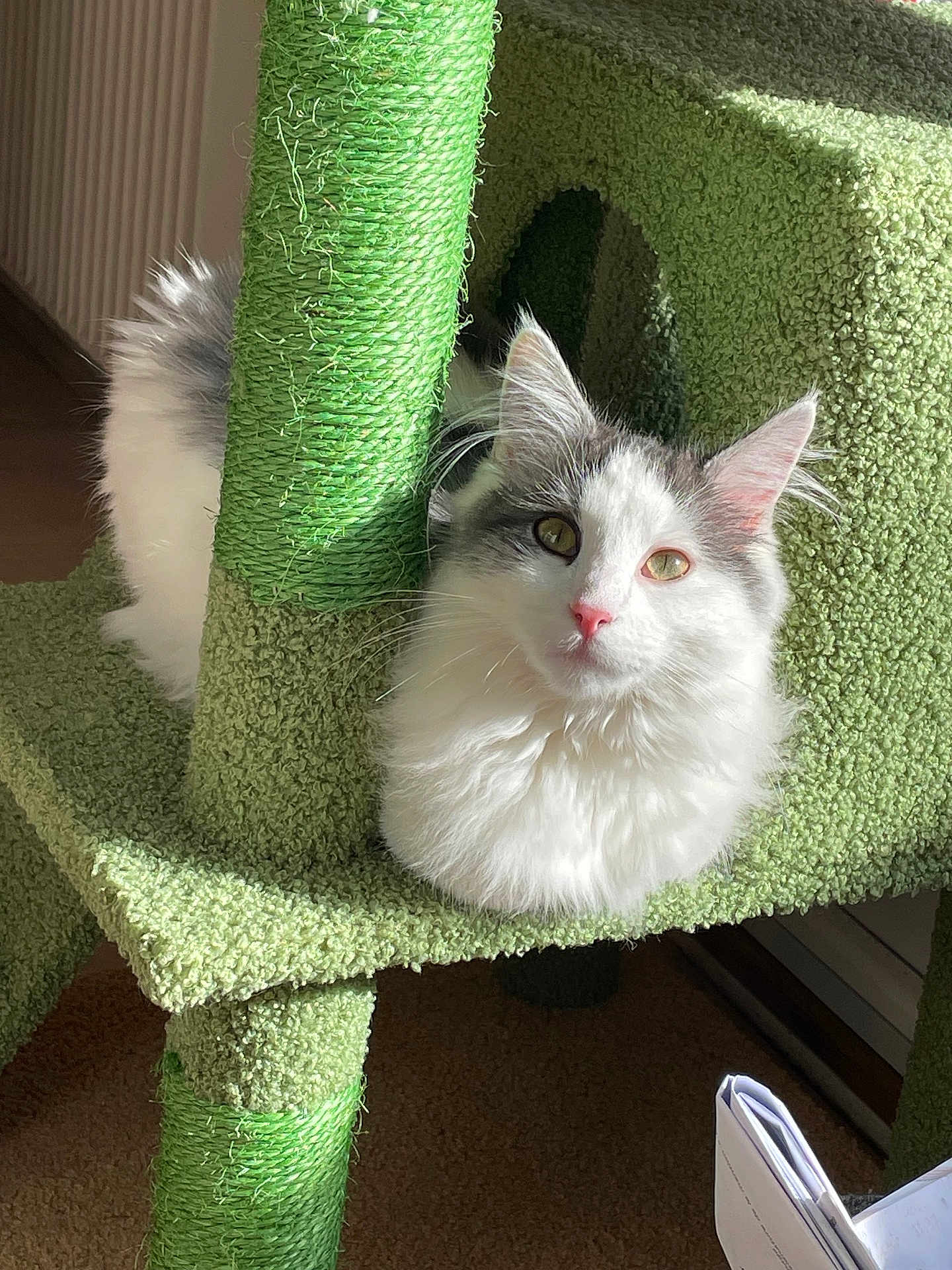 Pantoufle participe au concours pour gagner de l'argent avec cette photo : cat, fluffy, white, gray, cat_tree, carpeted, sunlight, indoor, pet, animal, cute, feline, resting, curious, ears, whiskers, floor, paper, relaxing, house