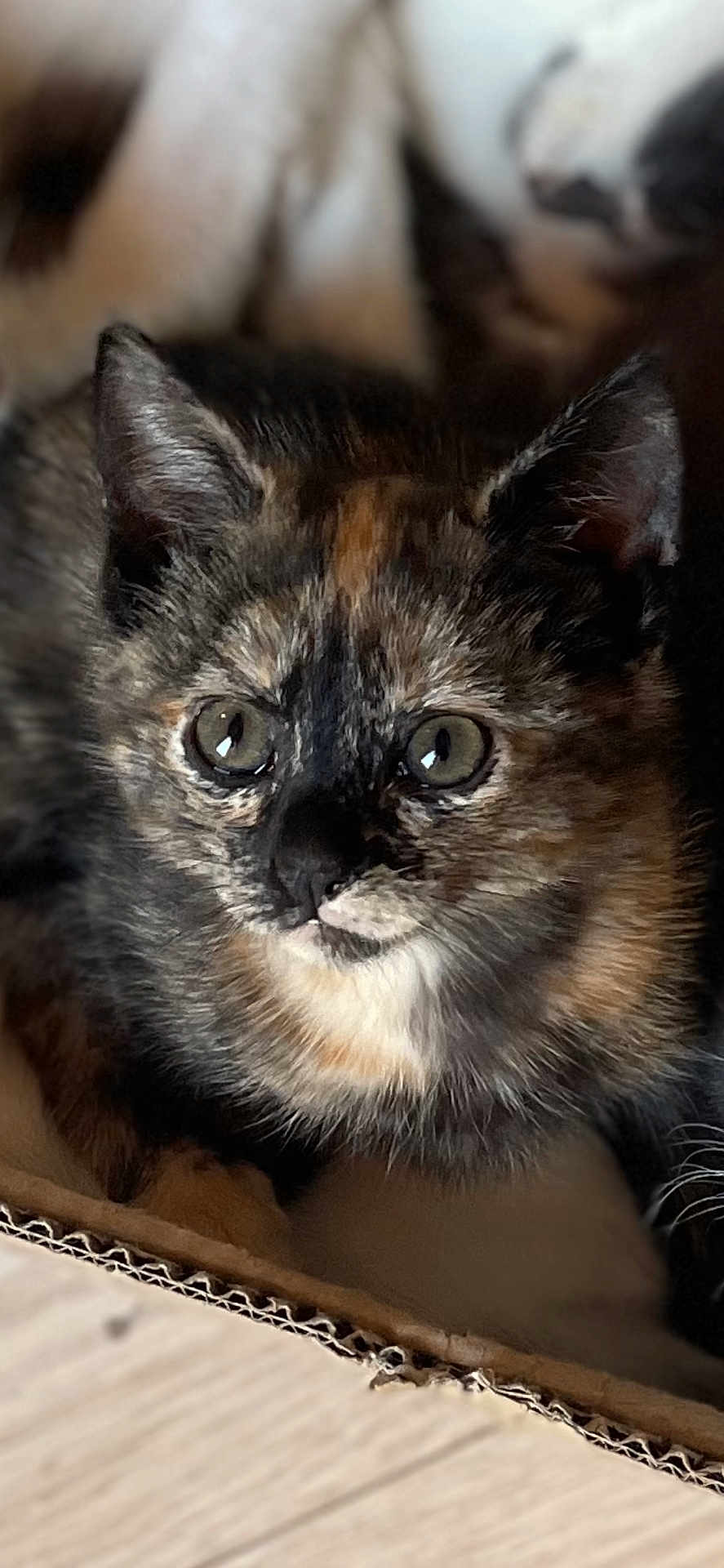Caramel