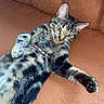Mozart participe au concours pour gagner de l'argent avec cette photo : cat, tabby_cat, collar, leather_couch, pet, feline, indoor, relaxed, stretching, fur, whiskers, ears, paws, curious, animal, domestic_cat, resting, cute, mammal, cozy