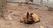 Mozart participe au concours pour gagner de l'argent avec cette photo : dog, brown_dog, tree, dirt, chain, urban, outdoor, tarp, car_tire, sidewalk, resting, canine, leisure, nature, ground, fence, street, daytime, quiet, animal