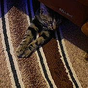 Mozart participe au concours pour gagner de l'argent avec cette photo : cat, tabby_cat, carpet, striped_carpet, furniture, indoor, pet, animal, paws, curious, hiding, brown, beige, black_stripes, cozy, stretching, floor, home, domestic_cat, peeking