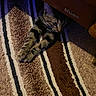 cat, tabby_cat, carpet, striped_carpet, furniture, indoor, pet, animal, paws, curious, hiding, brown, beige, black_stripes, cozy, stretching, floor, home, domestic_cat, peeking