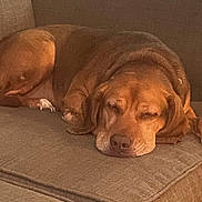 Periwinkle joined the competition — help win amazing prizes! dog, brown_dog, sleeping, couch, furniture, indoor, pet, relaxing, cozy, resting, canine, animal, living_room, close_up, domestic_animal, calm, cute, peaceful, laying_down, nap