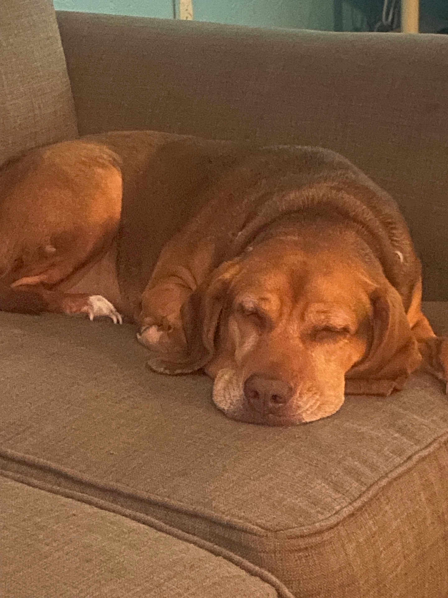 Periwinkle joined the competition — help win amazing prizes! dog, brown_dog, sleeping, couch, furniture, indoor, pet, relaxing, cozy, resting, canine, animal, living_room, close_up, domestic_animal, calm, cute, peaceful, laying_down, nap