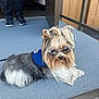 black_shoes, carpet, dog, door, grey_fur, long_hair, outdoor, person_legs, pet, porch, relaxed, shadow, shoes, small_dog, sunglasses, sunny, tie_hair, vest, white_fur, wooden_wall