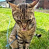 cat, tabby_cat, tongue_out, grass, outdoor, animal, pet, feline, ears, whiskers, barn, sky, clouds, string, playful, close_up, nature, sunny, domestic_cat, greenery
