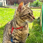 Lucien participe au concours pour gagner de l'argent avec cette photo : cat, tabby_cat, pet, animal, outdoor, grass, harness, sitting, garden, greenery, feline, whiskers, ears, fur, daylight, side_view, nature, curious, domestic_animal, closeup